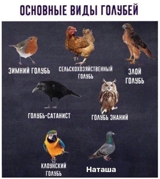 ОСНОВНЫЕ ВИДЫ ГШШБЕЙ чё ЗИМЪіИЙ ПАЗБЬ выщихйзяівшииыі ШП гшшъь ГПНБЬ ШАИИП годны ЗНАНИЙ мпиискии ПМЧБЬ Наташа
