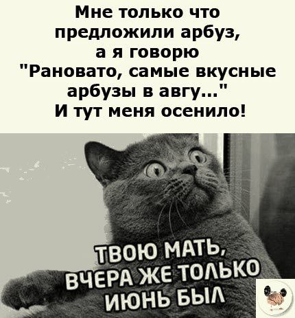 Мне только что предложили арбуз а я говорю Рановато самые вкусные арбузы в ангу И тут меня осенило