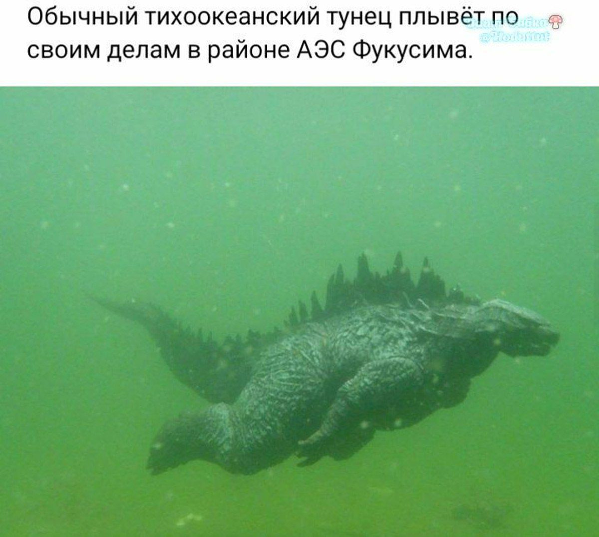 Обычный тихоокеанский тунец плывёт по своим делам в районе АЭС Фукусима