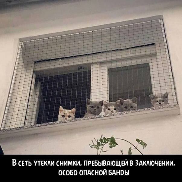 В СЕТЬ УТЕКЛИ НИМКИ ПЁЕБЮАЮЩЕЙ В ЗАКЛЮЧЕНИИ ОСОБО ОПАЦЮЙ Блноы