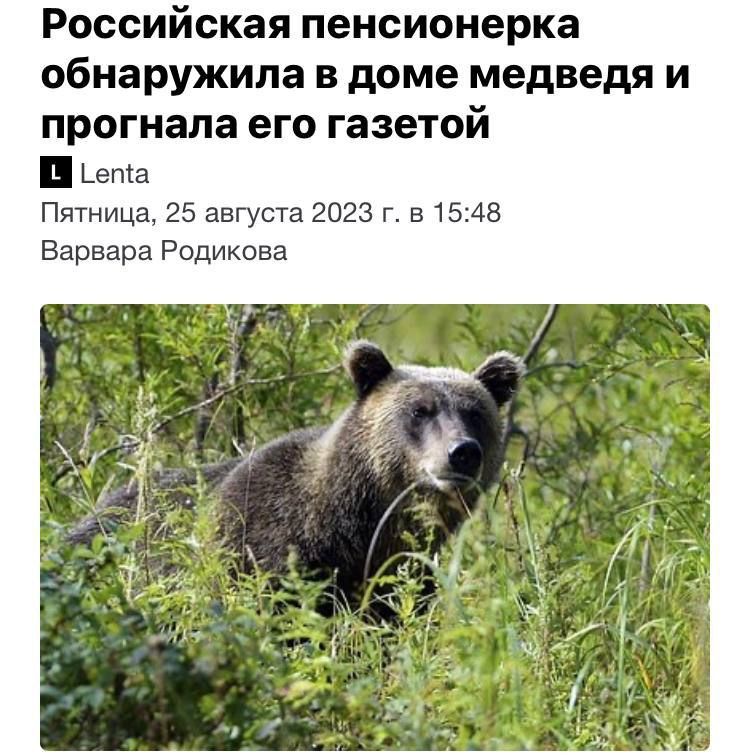 Российская пенсионерка обнаружила в доме медведя и прогнала его газетой Пятница 75 августа 2023 г в 1543 Варвара Родикова
