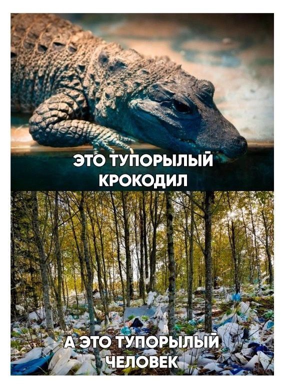 этб туіюрылый крокодил
