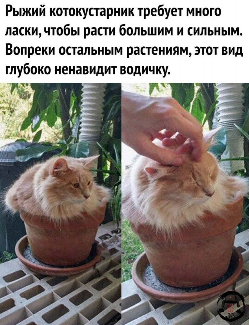 Рыжий котокустарник требует много ласки чтобы расти большим и сильным Вопреки остальным растениям этот вид глубоко ненавидит водичку