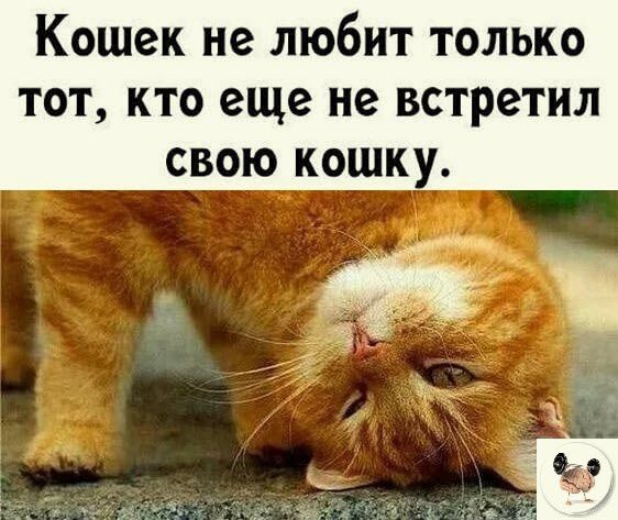 Кошек не любит только тот кто еще не встретил свою кошку