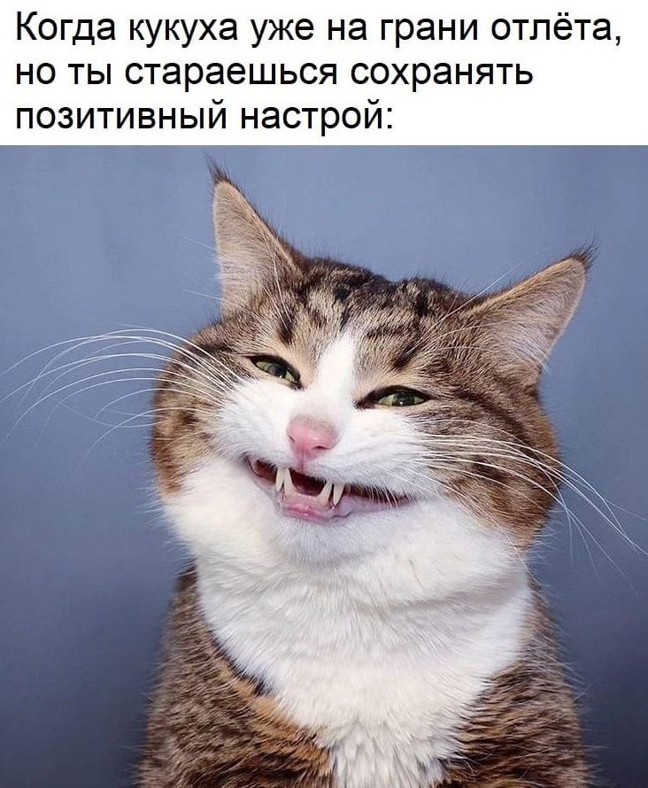 Когда кукуха уже на грани отлёта но ты стараешься сохранять позитивный настрой