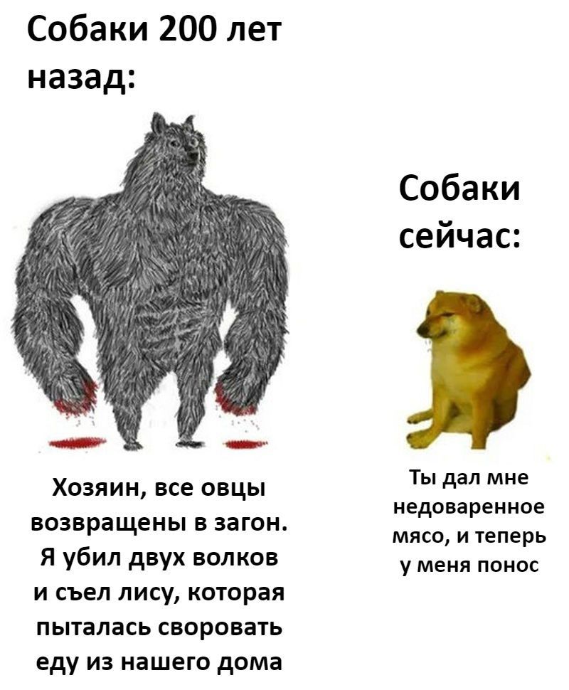 Собаки 200 лет назад Хозяин все овцы возвращены в загон Я убил двух волков и съел лису которая пыталась сваривать еду из нашего дома Собаки сейчас Ты дал мие едоваренное мясо и узнать у меии понос