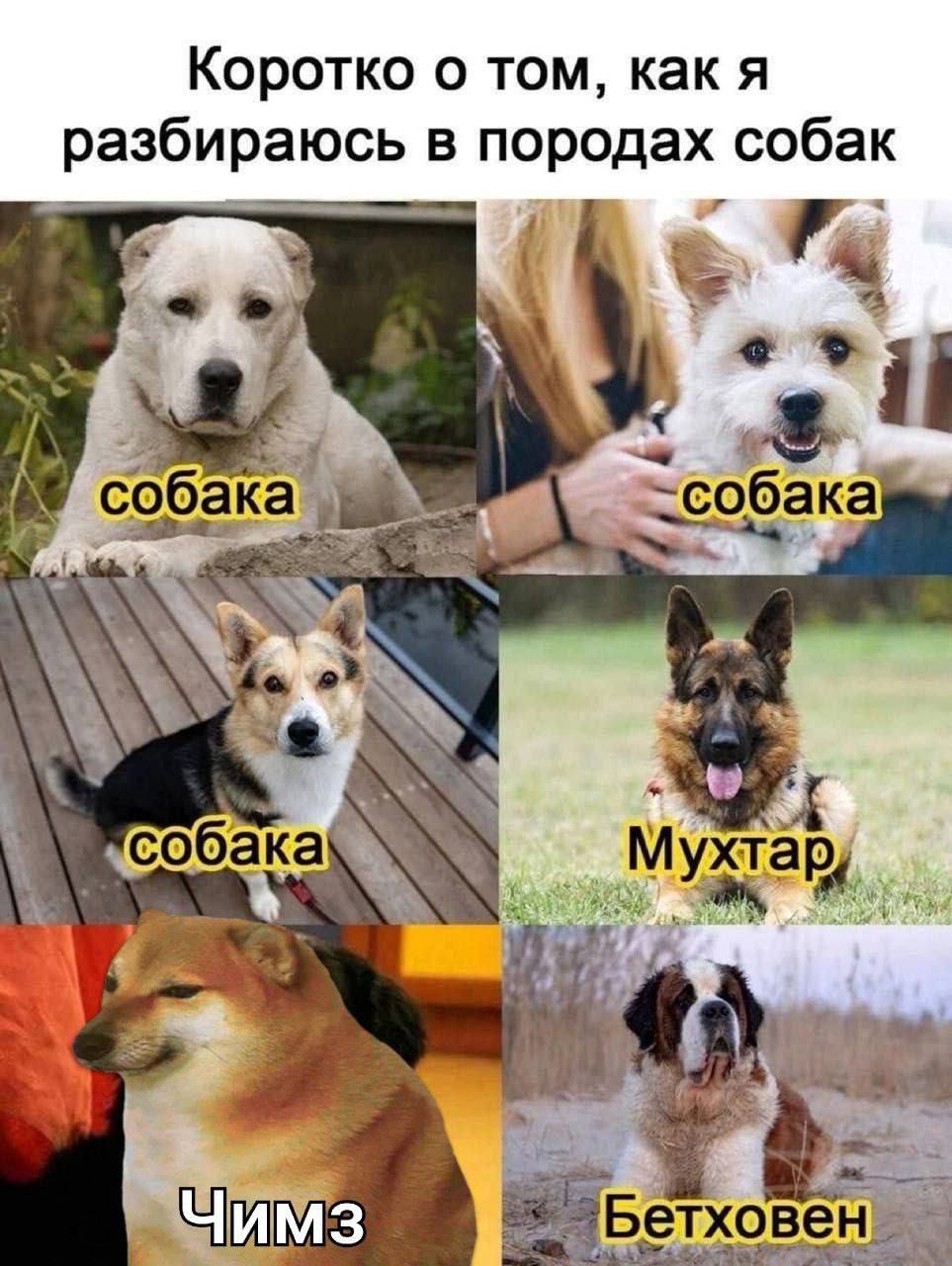 Коротко о том как я разбираюсь в породах собак _