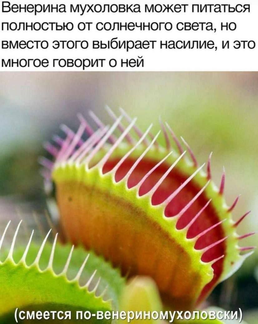 Венерина мухоловка может питаться полностью от солнечного света но вместо этого выбирает насилие и это многое говорит о ней
