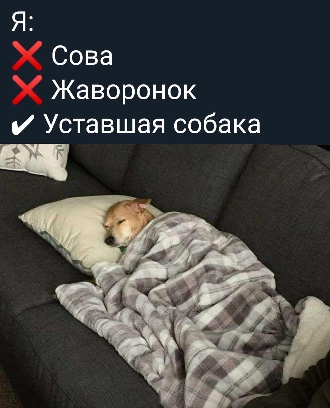 Я Сова Жаворонок И Уставшая собака