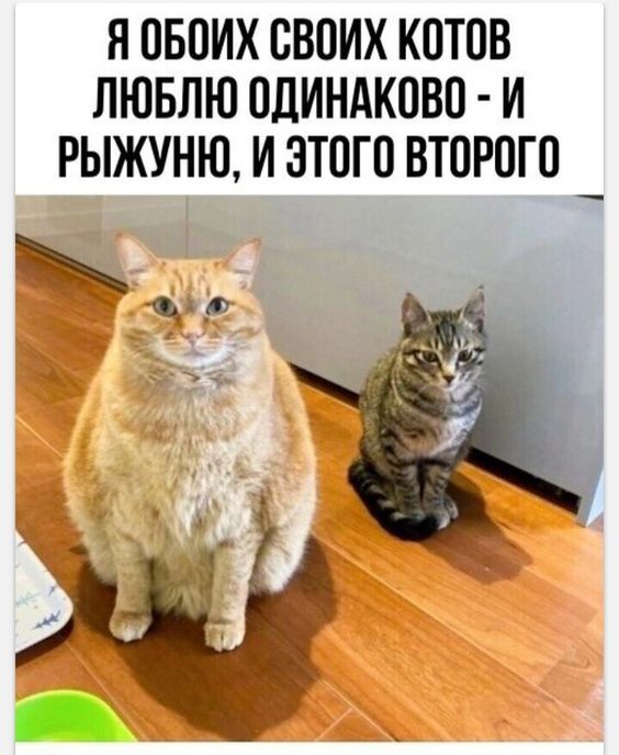 Я ПБОИХ СВОИХ КПТОВ ЛЮБЛЮ ОДИНАКПВП И РЫЖУНЮ И ЭТПГП ВТОРПГП _