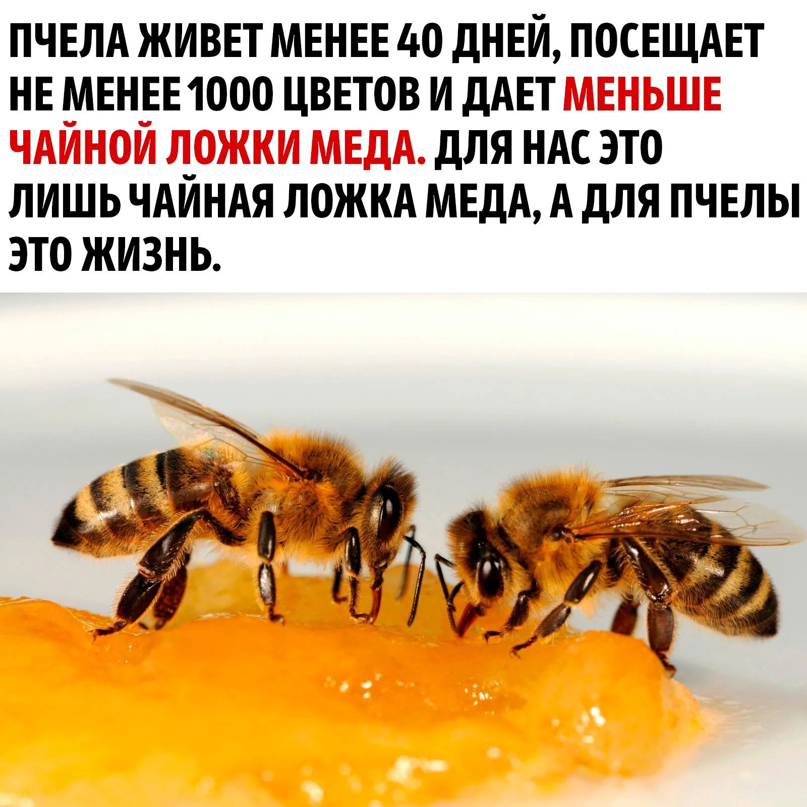 ПЧЕЛА ЖИВЕТ МЕНЕЕ до дНЕИ ПОСЕЩАЕТ НЕ МЕНЕЕ 1000 ЦВЕТОВ И дАЕТ дЛя НАС ЭТО ЛИШЬ ЧАИНАЯ ЛОЖКА МЕДА А дЛЯ ПЧЕЛЫ ЭТО ЖИЗНЬ