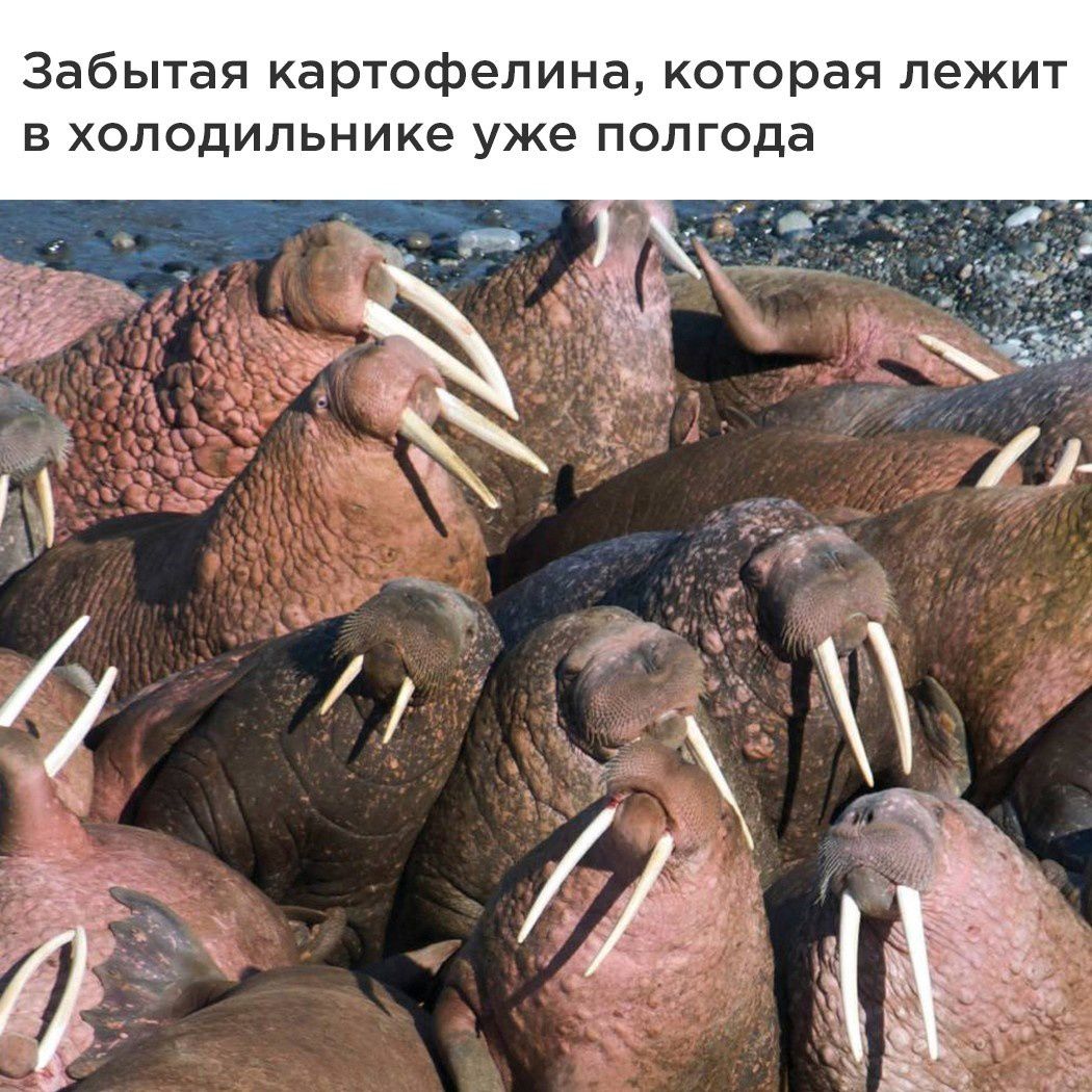 Забытая картофелина которая лежит В ХОЛОДИЛЬНИКЕ уже полгода