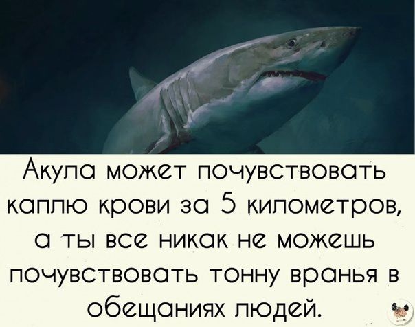 Акупо может почувствовать коплю крови за 5 километров 0 ты все никак не можешь почувствовать тонну вронья в обещаниях людей в
