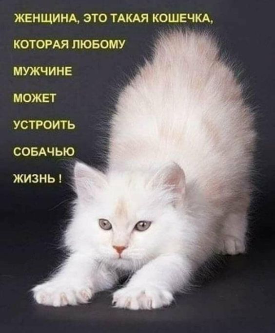 ЖЕНЩИНА ЭТО ТАКАЯ КОШЕЧКА КОТОРАЯ ЛЮБОМУ МУЖЧИНЕ МОЖЕТ УСТРОИТЬ СОБАЧЬЮ ЖИЗНЬ