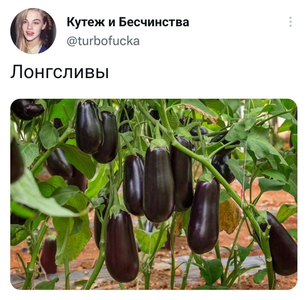 Кутеж и Бесчииства ЬоШсИа Лонгсливы