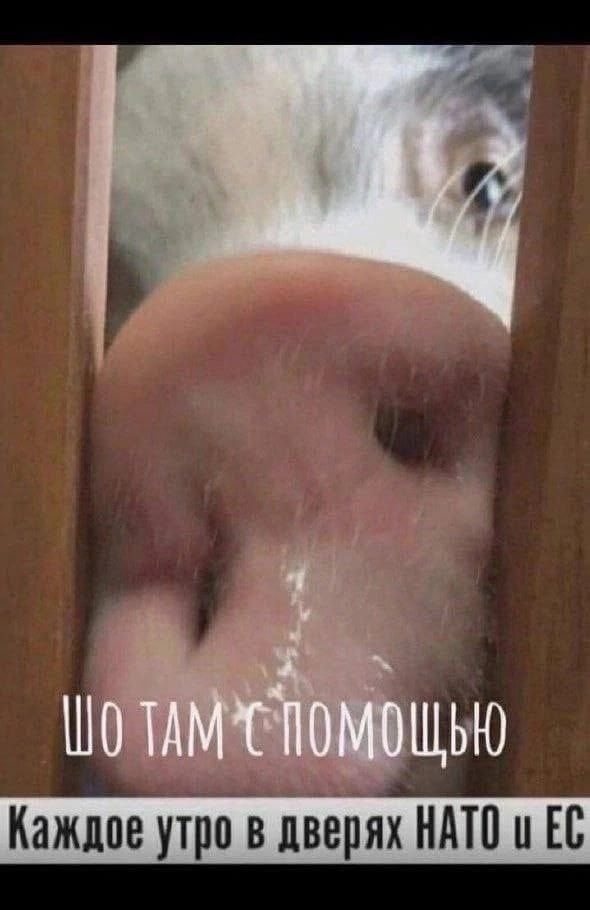 щьчю Каждое утро в дверях НАТО и Ес