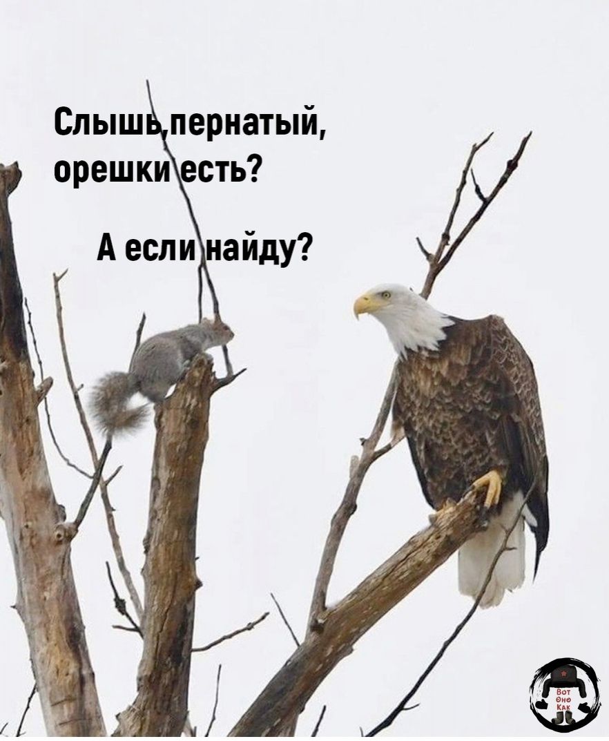 Спыш пернатый орешки сть А если айду