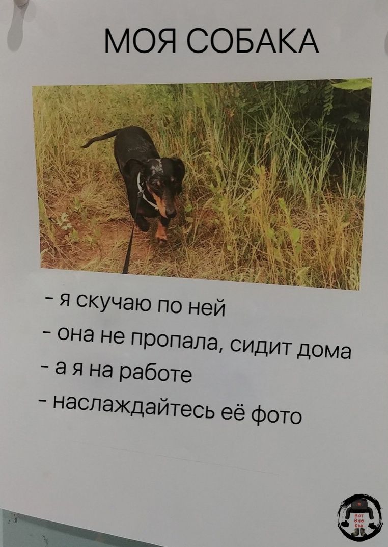 моя СОБАКА я скучаю по ней она не пропала сидит дома а я на работе наслаЖДайтесь её фото _