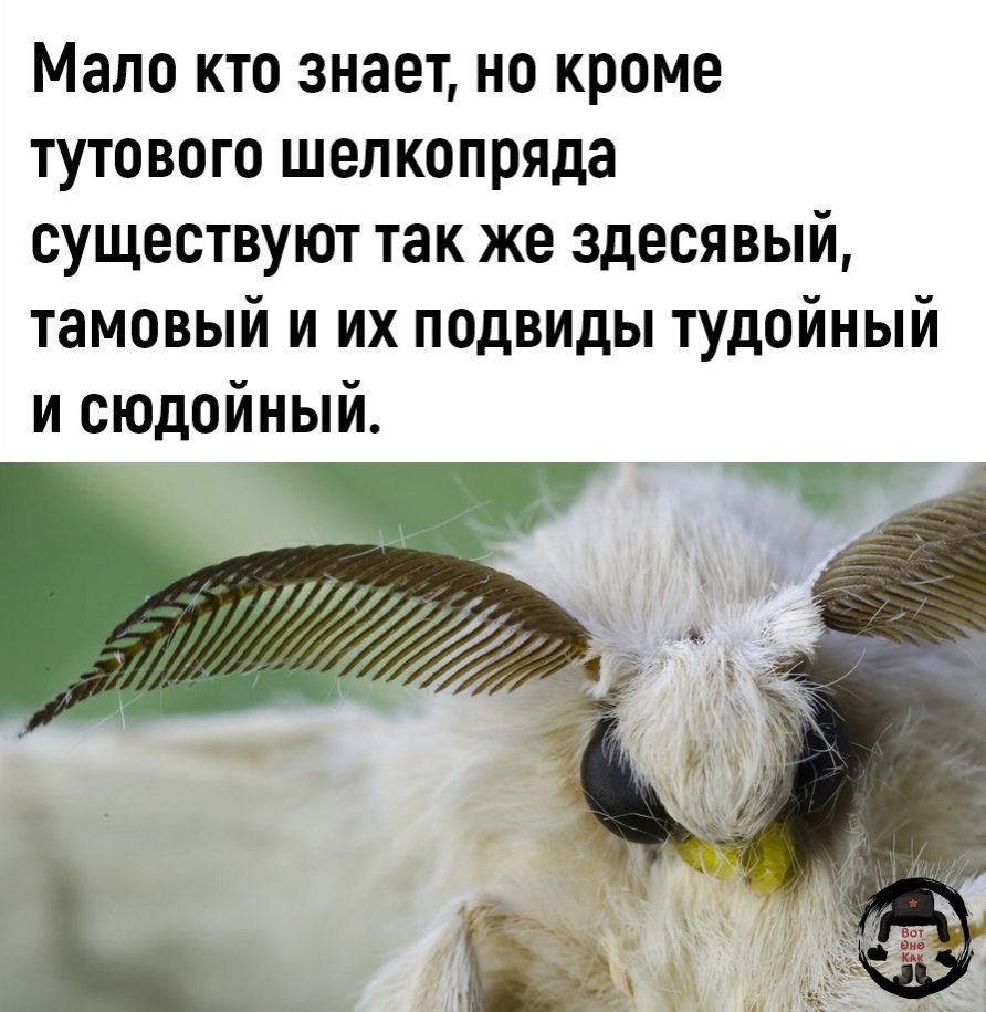 Мало кто знает но кроме тутового шелкопряда существуют так же здесявый тамовый и их подвиды тудойиый и сюдойный