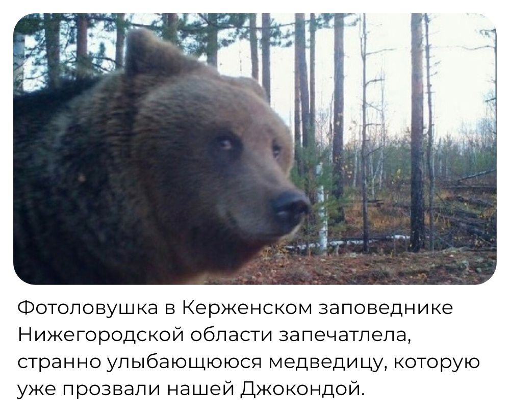 Фотоповушка в Керженском заповеднике Нижегородской области запечатлела стран но ул ыбающююсч медведи цу которую уже прозвали нашей ДЖОКОНДОЙ