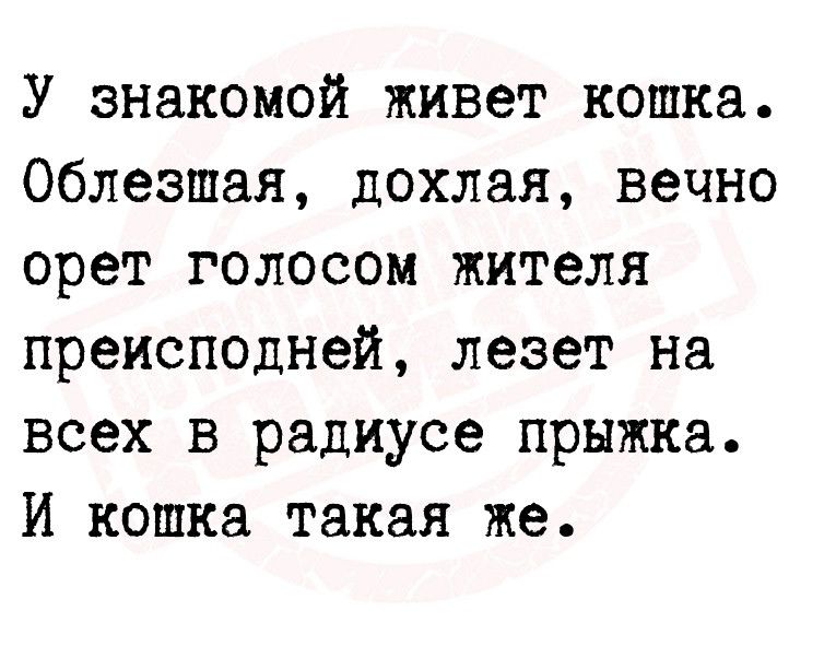 У знакомой живет кошка Облезшая дохлая вечно орет голосом жителя преисподней лезет на всех в радиусе прыжка И кошка такая же