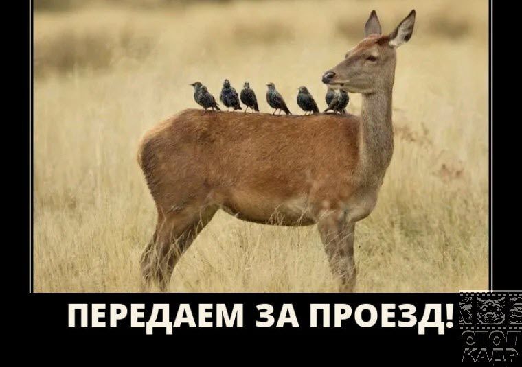 пвгвддвм зд проездгт
