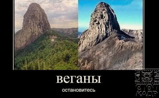 веганы осановитесь