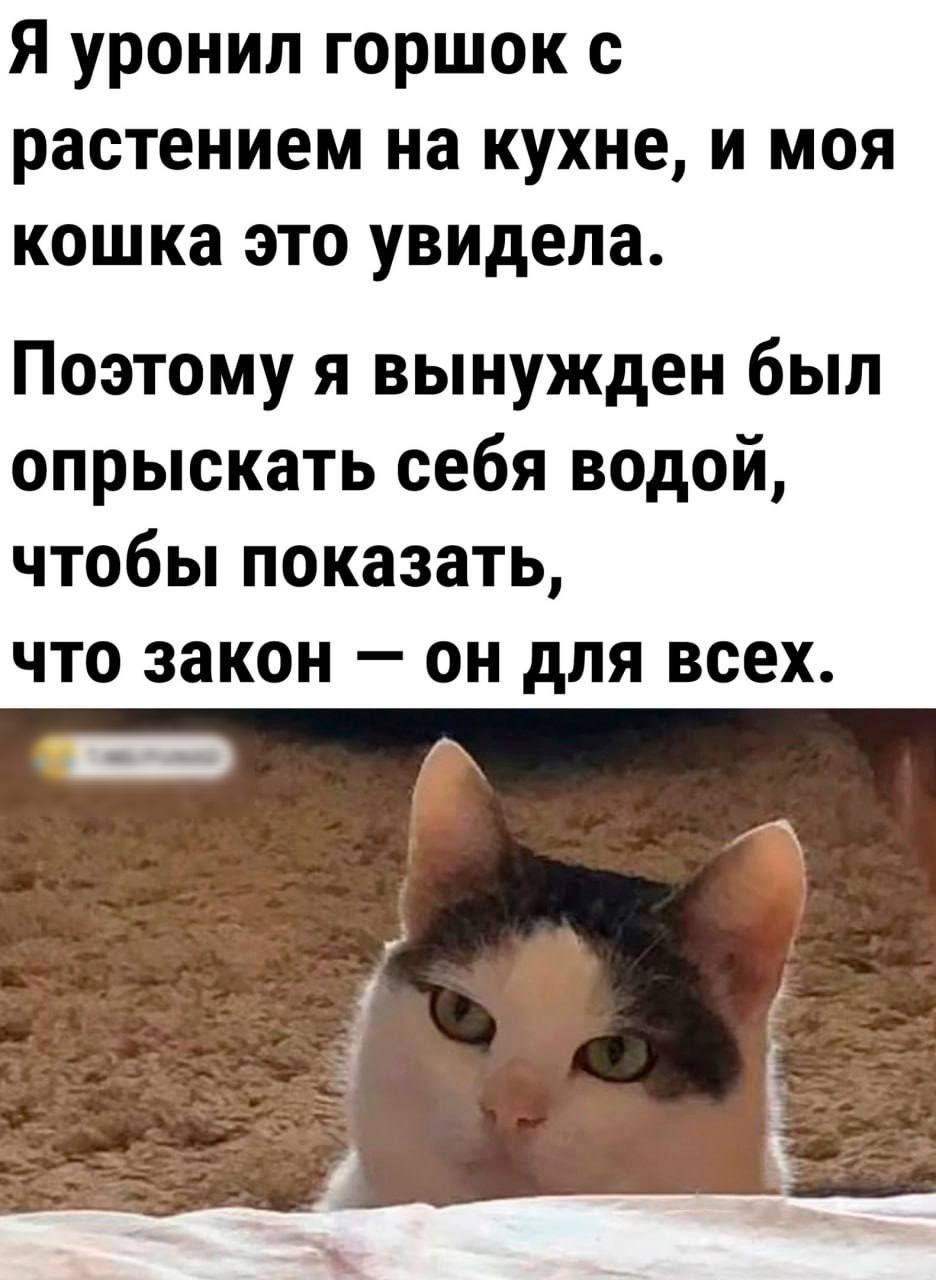 Я уронип горшок с растением на кухне и моя кошка это увидела Поэтому я вынужден был опрыскать себя водой чтобы показать что закон он для всех