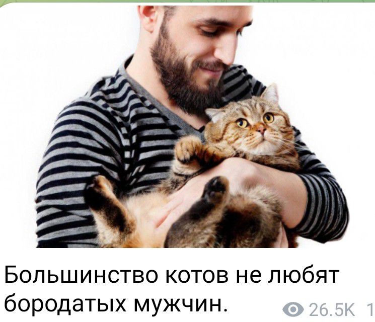 Большинство котов не любят бородатых мужчин