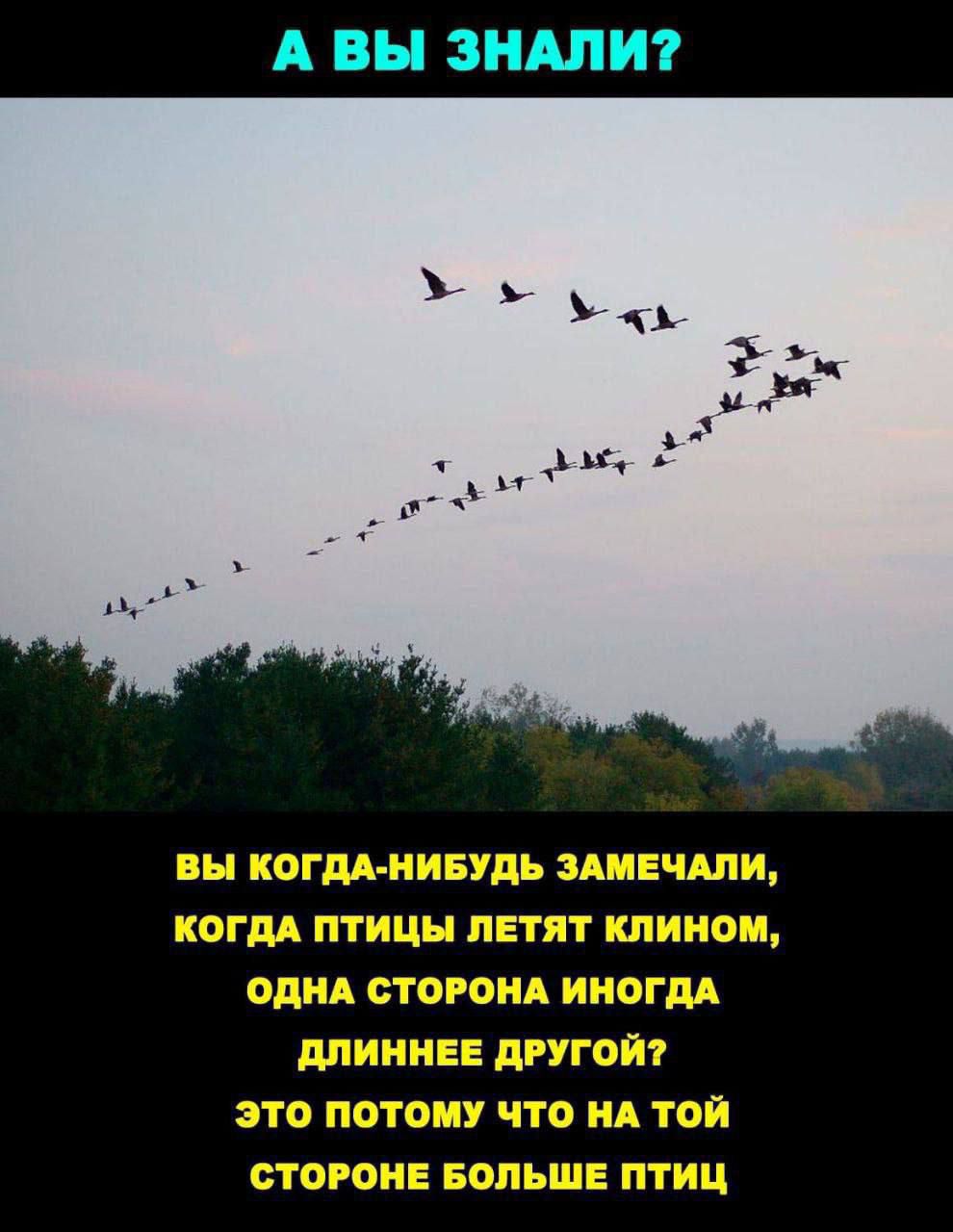 вы когм иивудь адин ими КОГДА ПТИЦЫ ЛЕТЯТ клином Од СТОРОНА ИНОГДА Минин др гот это потому что ид той стороне вопьшн птиц