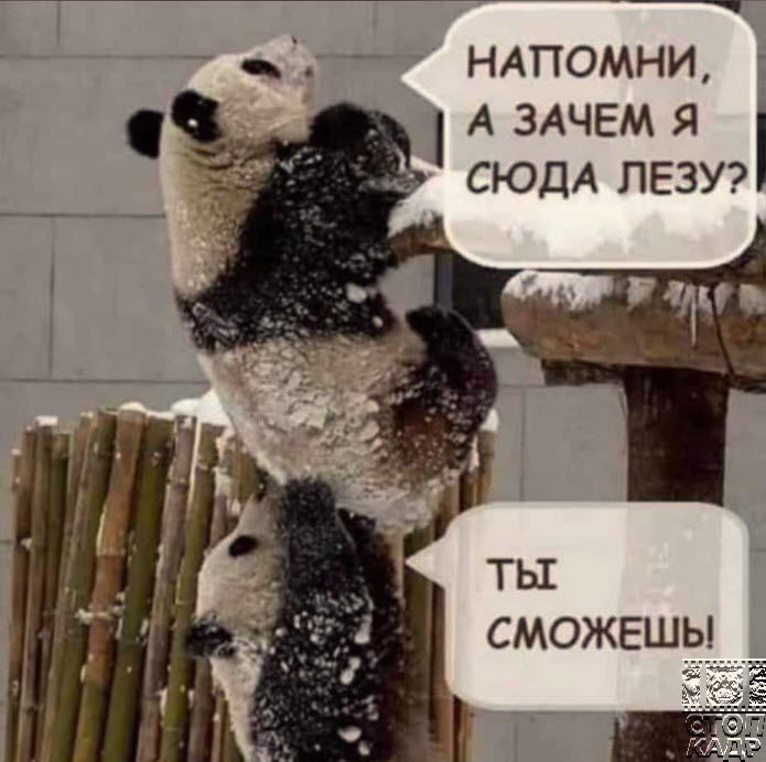 ндпомни А ЗАЧЕМ я СЮДА ПЕЗУ