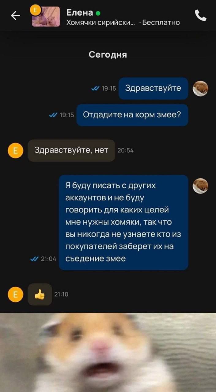 Елена Хпмячки сирийски Бесплатно Сегодня ты и Здравствуйте т Отдадите на корм змее здравствуйтемет т я буду писать с других аккаунтов и не буду говорить для КЕКИХ цепей мне нужны хомяки так что вы НИКОГДЗ не узнаете КТО ИЗ покупателей заберет их на 1 7 ву съедение змее