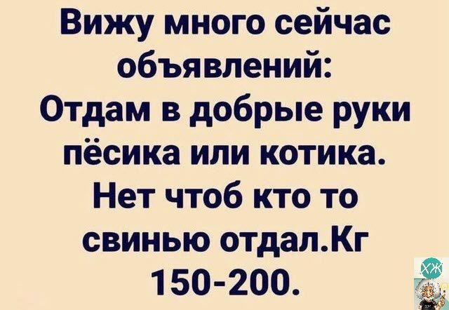 Вижу много сейчас объявлений Отдам в добрые руки пёсика или котика Нет чтоб кто то свинью отдалКг 1 50 200 ЁЁ