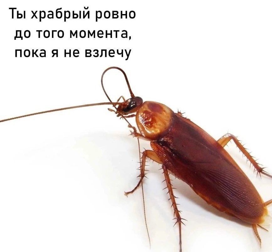 Ты храбрый ровно до ТОГО момента пока Я НЕ взпечу