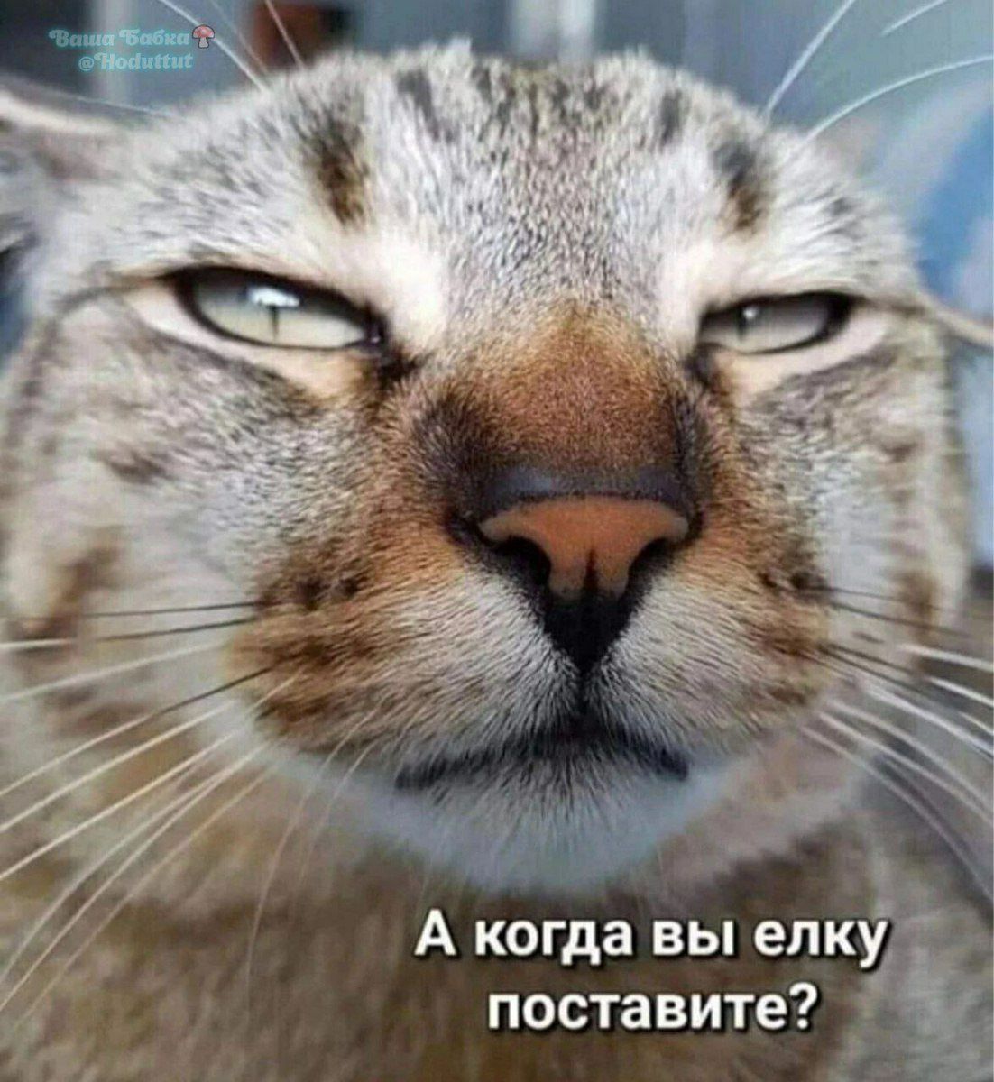 А когда вы елку поставите 1
