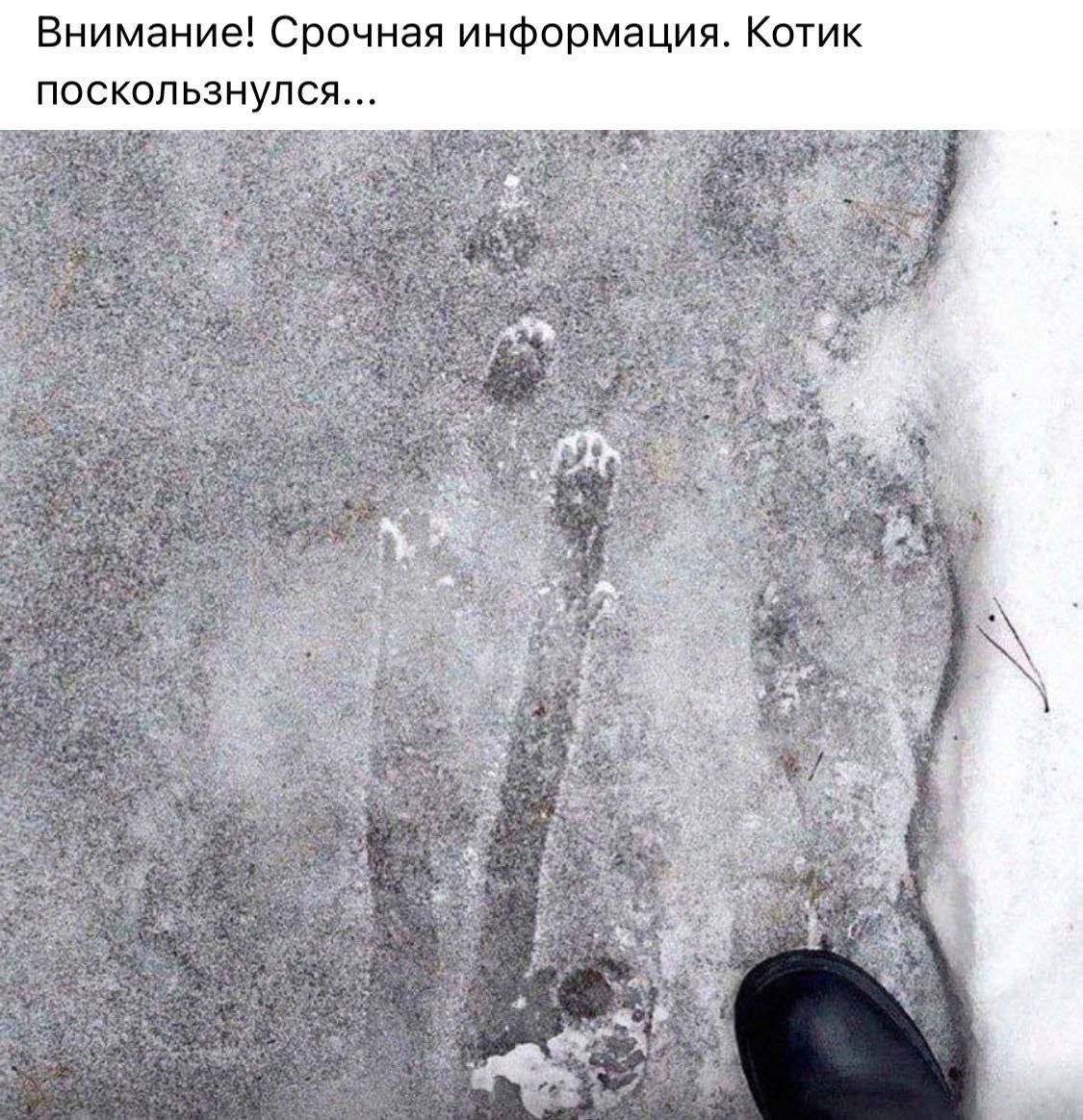 Внимание Срочная информация Котик поскользнулся