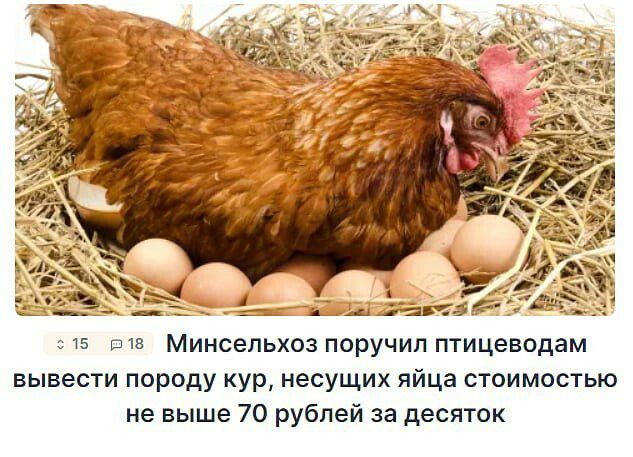 чз п Минсельхоз поручил птицевпдам вывести породу КУР несущих яйца стоимостью не выше 70 рублей за десяток