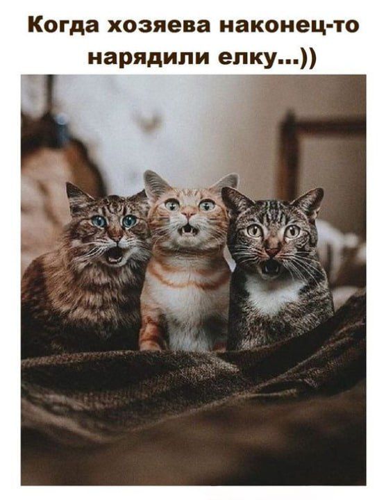 Когда хозяева наконец то нарядили епку