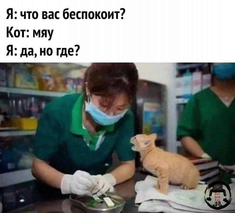 Я что вас беспокоит Кот мяу Я да но где