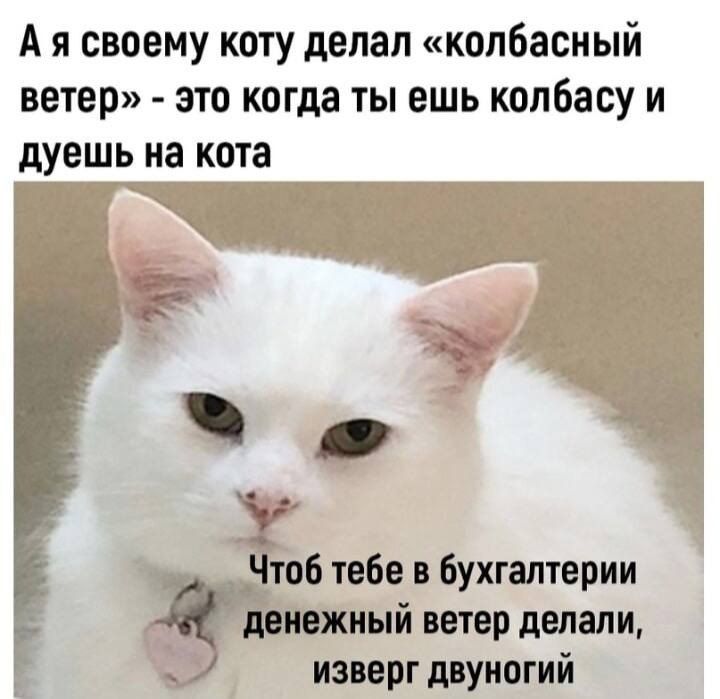 А я своему коту делал колбасный ветер это когда ты ешь колбасу и дуешь на КОТЗ пл Чтоб тебе в бухгалтерии денежный ветер делали изверг двуногий