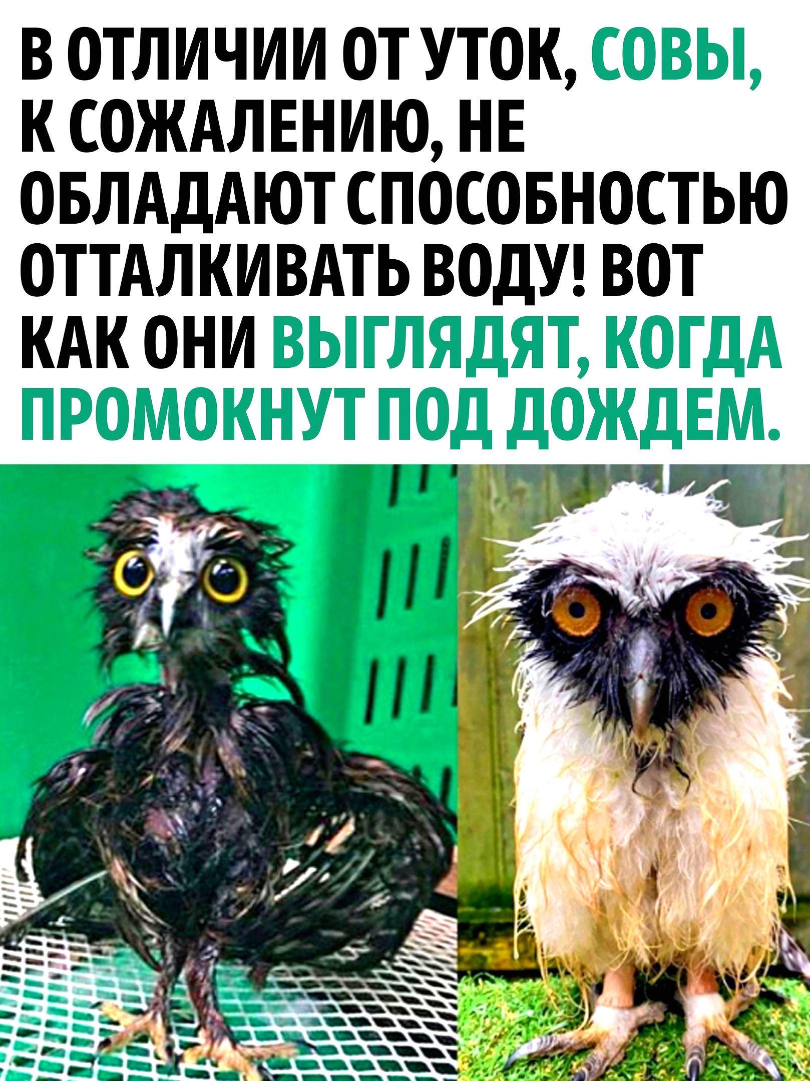 В ОТЛИЧИИ ОТ УТ0К К СОЖАЛЕНИЮ НЕ ОБЛАДАЮТ СПОСОБНОСТЬЮ ОТТАЛКИВАТЬ ВОДУ ВОТ КАК ОНИ