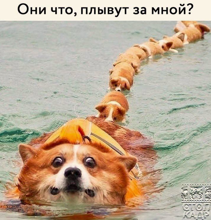 Они что плывут за мной