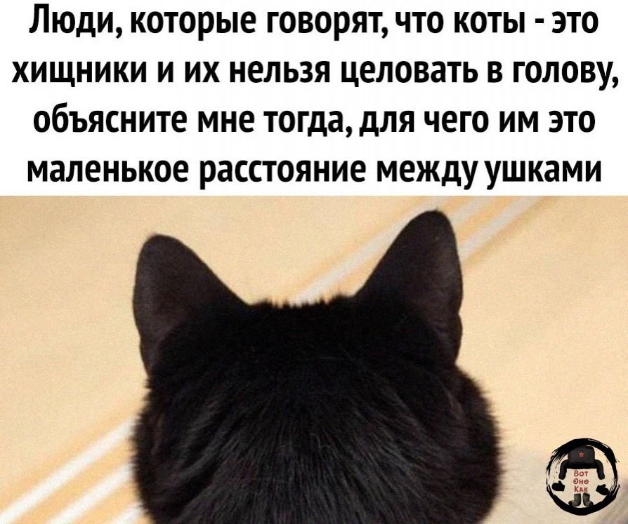 Люди которые говорят что коты зто хищники и их нельзя целовать в голову объясните мне тогда для чего им это маленькое расстояние между ушками