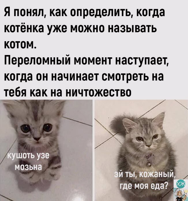 Я понял как определить когда котёнка уже можно называть котом Переломный момент наступает когда он начинает смотреть на тебя как на ничтожество МОЗЬНЗ