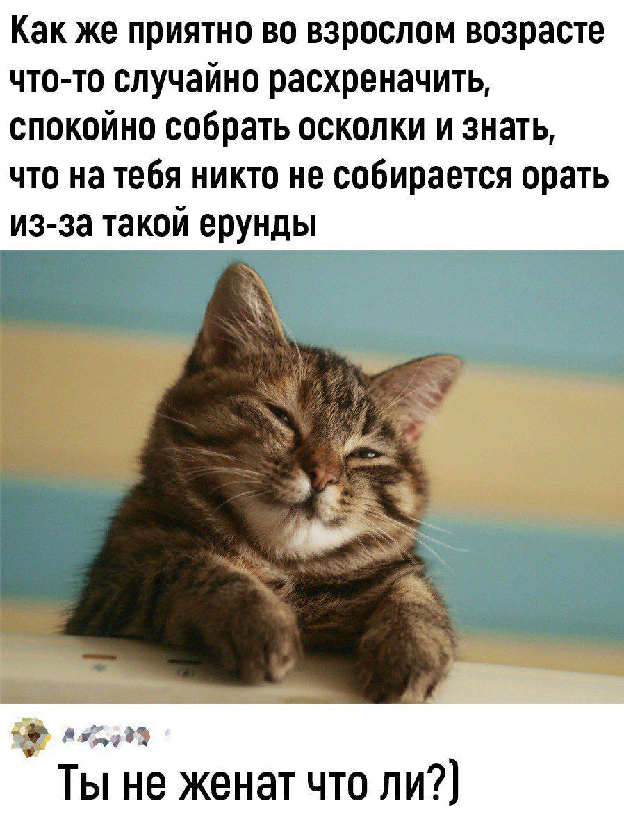 Как же приятно во взрослом возрасте что то случайно расхреначить спокойно собрать осколки и знать что на тебя никто не собирается орать изза такой ерунды и Ты не женат что ли