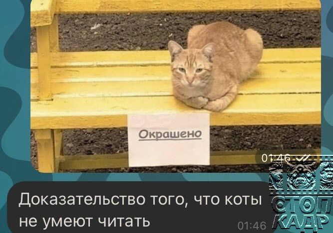 Доказательство того что коты і не умеют читать