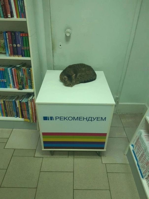 ШИЛ РЕКОМЕНДУЕМ