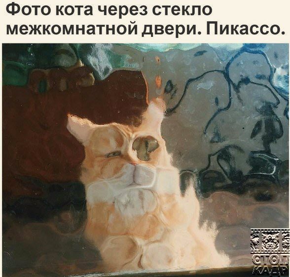 Фото кота через стекло межкомнатной двери Пикассо