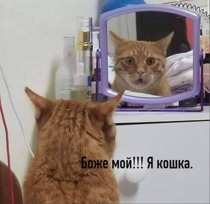 мой Я кошка