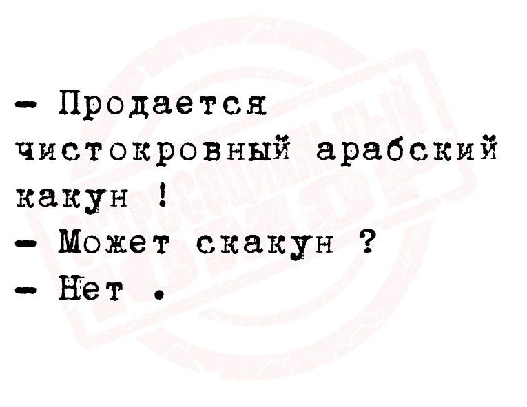 Продается чистокровных арабский канун Может скакун Нет